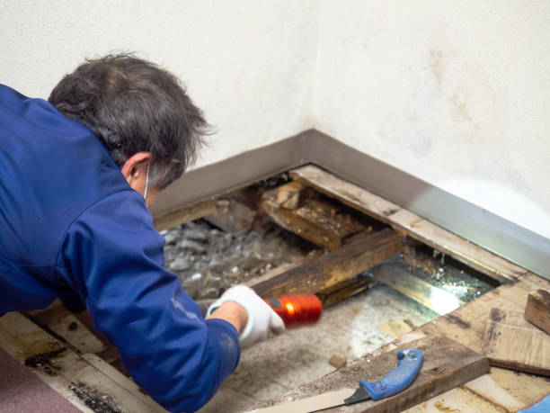 Best Health and Safety Mold Remediation in Lake Delton, WI