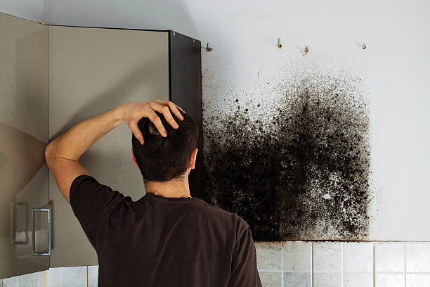Best HVAC Mold Remediation in Lake Delton, WI